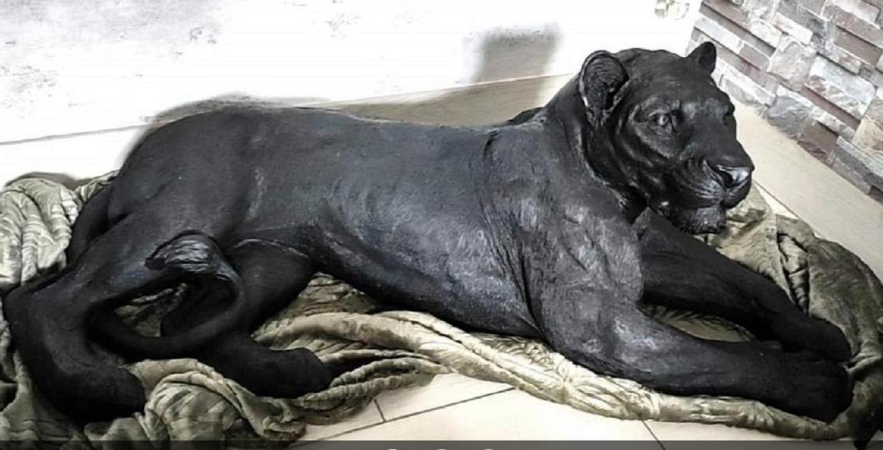 Zoologite Saint-Aignan  Exteriér fotografie